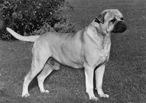 Bullmastiff: FALL/BULLMASTIFF/1966