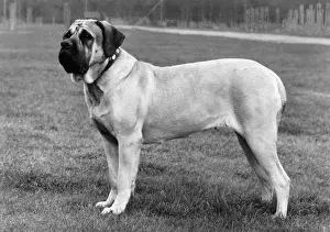 Bullmastiff: FALL/BULLMASTIFF/1976
