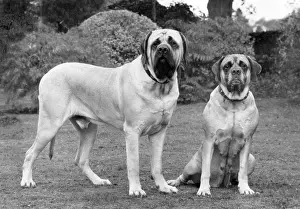 Mundi: FALL/BULLMASTIFF/1976