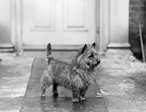 Billington: FALL/CAIRN TERRIER/1934