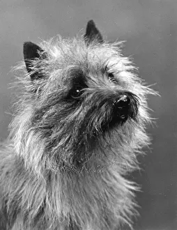 Kelsey: FALL/CAIRN TERRIER/1937
