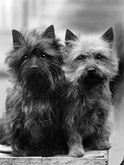 Cairn: FALL/CAIRN TERRIER/1937