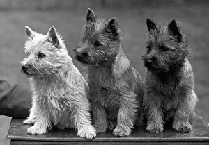 Kennel: FALL/CAIRN TERRIER/1949