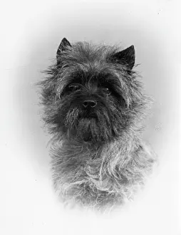 Cairn: FALL/CAIRN TERRIER/1953