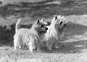 Bonfire: FALL/CAIRN TERRIER/1954