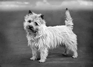 Leverton: FALL/CAIRN TERRIER/1954