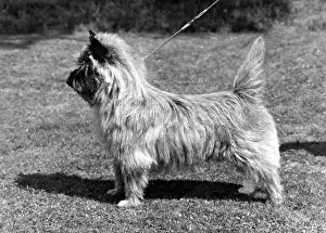 Oudenarde: FALL/CAIRN TERRIER/1966