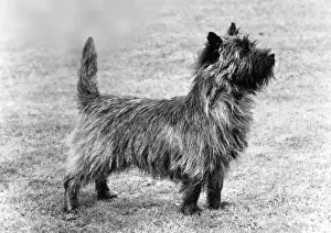 Oudenarde: FALL/CAIRN TERRIER/1978