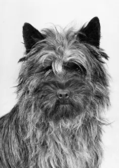 Dixon: FALL/CAIRN TERRIER/1979