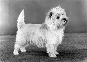 Radford: FALL/CAIRN TERRIER/1983