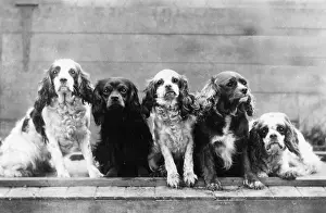 Harper: FALL/CAVALIER/1939