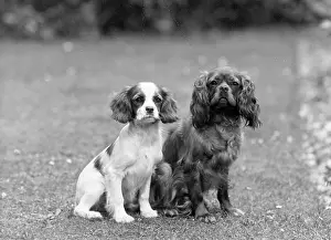 Mayhew: FALL/CAVALIER/1946