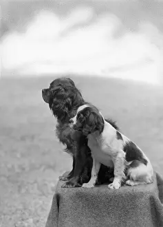 Mayhew: FALL/CAVALIER/1946