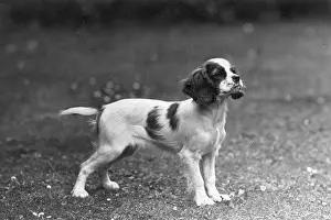 Mayhew: FALL/CAVALIER/1946