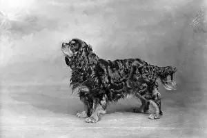 Royalist: FALL/CAVALIER/1948