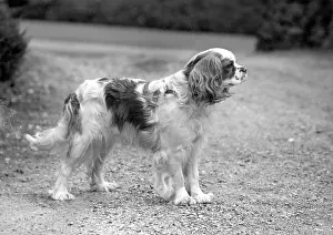 Cavalier: FALL/CAVALIER/1950