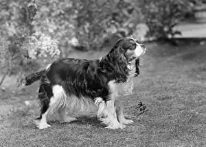 Pilkington: FALL/CAVALIER/1951