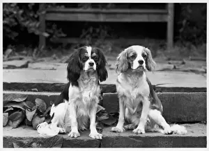 Camilla: FALL/CAVALIER/1961