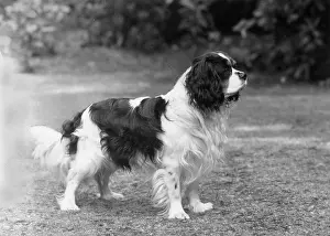Cavalier: FALL/CAVALIER/1961