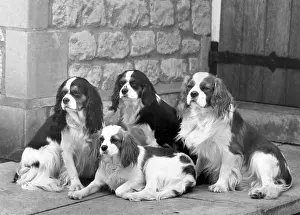 Cavalier: FALL/CAVALIER/1963