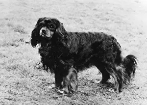 Terrible: FALL/CAVALIER/1970