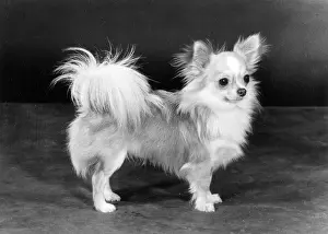 Chihuahua: FALL/CHIHUAHUA/ADASTRO