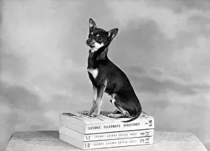 Miguel: FALL/CHIHUAHUA ON BOOKS