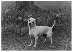 Hasta: FALL/CHIHUAHUA LE VISTA