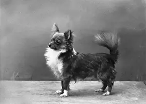 Schaefer: FALL/CHIHUAHUA/TAFFY BOY