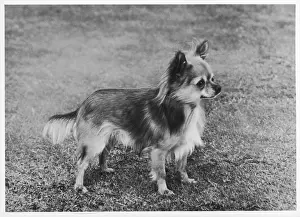 Chihuahua: FALL/CHIHUAHUA/WOLF CUB