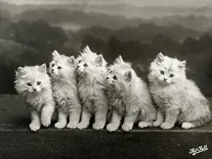 Fluffy: FALL/CHINCHILLA KITTENS