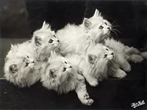 Fluffy: Fall - Chinchilla Kittens