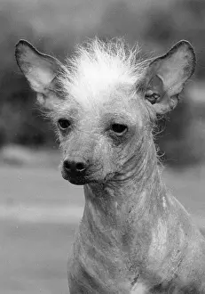 Hairless: FALL/CHINESE CREST/1979