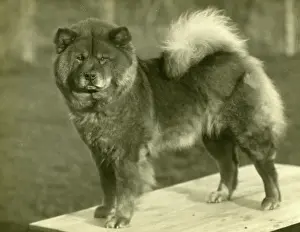 Chow: FALL/CHOW CHOW/1929