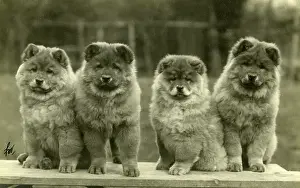 Chow: FALL/CHOW CHOW/1930