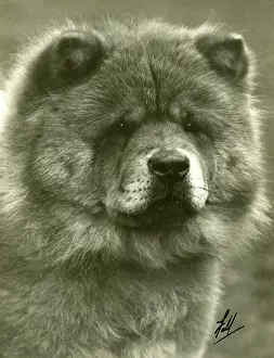 Moonbeam: FALL/CHOW CHOW/1932