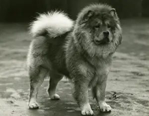 Nicholls: FALL/CHOW CHOW/1934