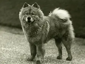 Chow: FALL/CHOW CHOW/1939