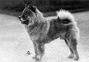Chow: FALL/CHOW CHOW/1939