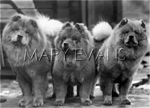 Braye: FALL/CHOW CHOW/1942