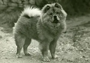 Padua: FALL/CHOW CHOW/1945
