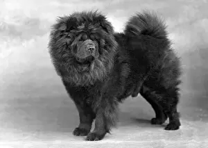 Chow: FALL/CHOW CHOW/1949
