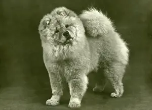 Unnamed: FALL/CHOW CHOW/1949