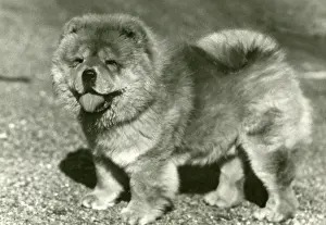 Adel: FALL/CHOW CHOW/1958