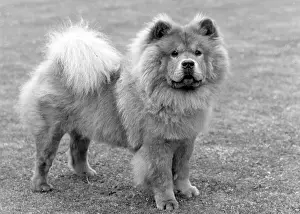 Chow: FALL/CHOW CHOW/1963