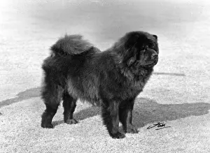 Chow: FALL/CHOW CHOW/1967