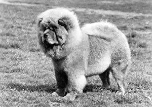 Chow: FALL/CHOW CHOW/1975