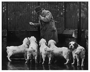 Sandringham: FALL/CLUMBER SPANIEL/36