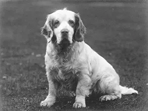 Sandringham: FALL/CLUMBER SPANIEL/36