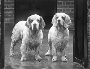 Spice: FALL/CLUMBER SPANIEL/36